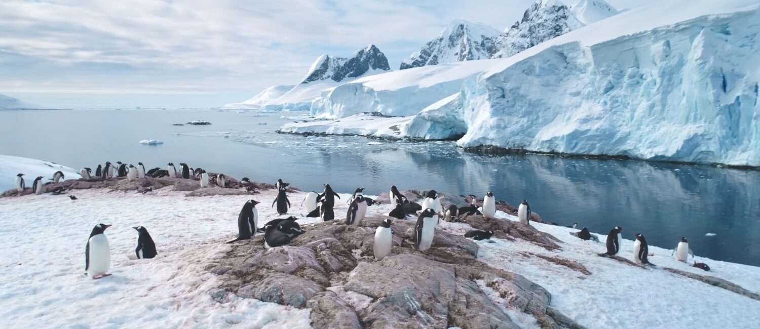 Antártida: dos experiencias turísticas para viajar al continente blanco