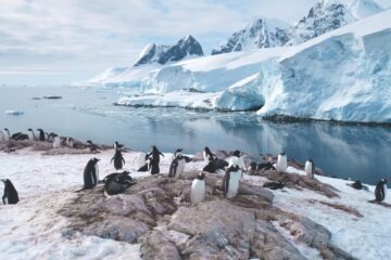 Antártida: dos experiencias turísticas para viajar al continente blanco