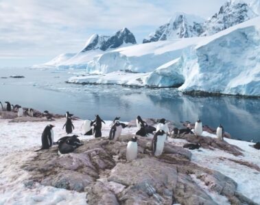 Antártida: dos experiencias turísticas para viajar al continente blanco