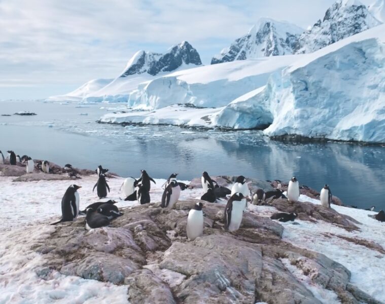 Antártida: dos experiencias turísticas para viajar al continente blanco