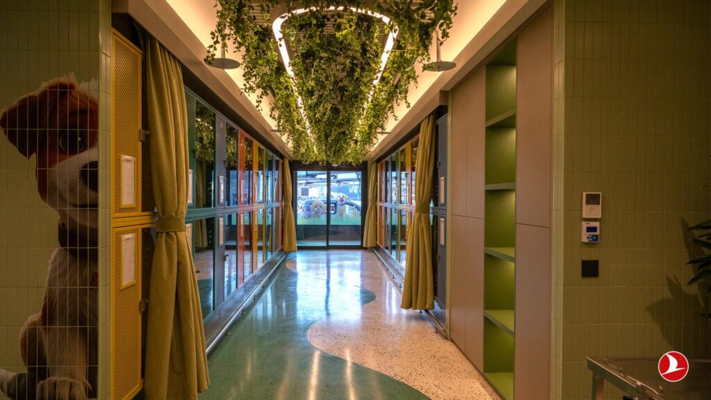 Viajes Pet-Friendly: una guía para viajar con mascotas 