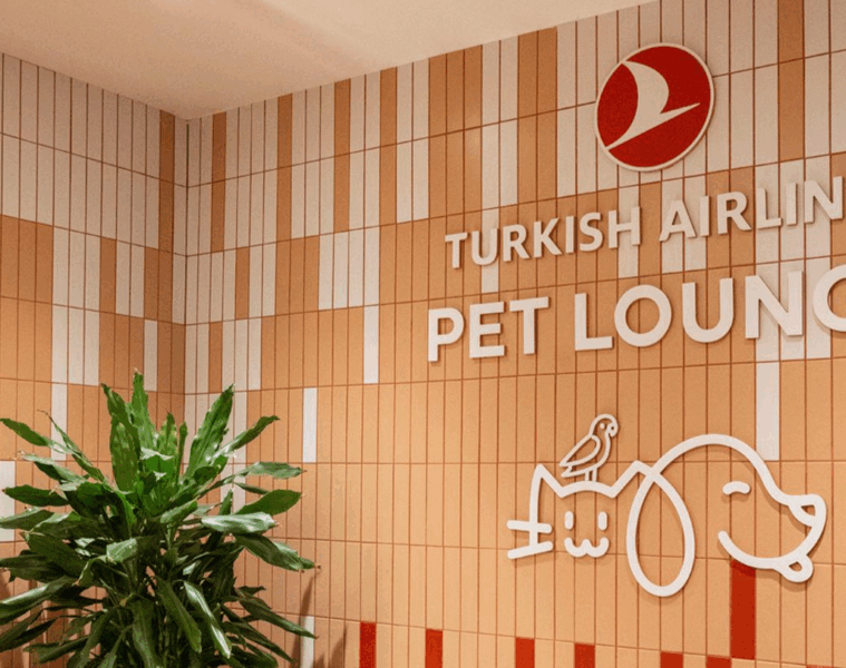 Viajes Pet-Friendly: una guía para viajar con mascotas 